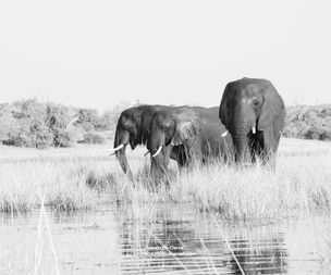 Francis De Clercq_20230530-CIS_9940_Botswana safari