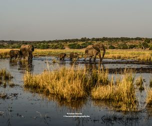 Kristien Bracke_20230601-KZ9_9997_Botswana safari